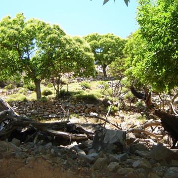 Καστανεώνας (Castanea sativa), ένας από τους πιο σπάνιους σχηματισμούς από καστανιές στην Κρήτη.