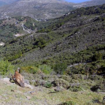 Απελευθέρωση όρνιου (Gyps fulvus) κοντά στο Καρφί.