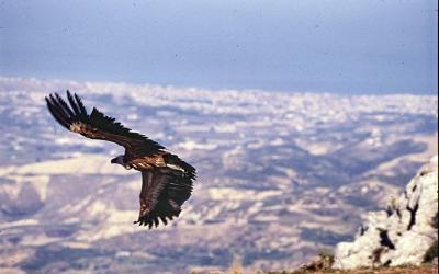 Griffon vulture Gyps fulvus at Giouchtas mountain